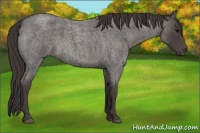 Horse Color:Smoky Blue Roan 