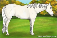 Horse Color:White Spotted Gold Cream Champagne Dun 