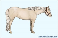 Horse Color:Palomino Roan Pearl 