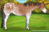 Horse Color:White Spotted Bay Splash  and White Spotted Bay Splash Appaloosa 