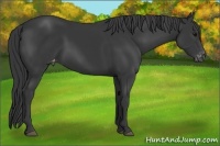Horse Color:Black Appaloosa 
