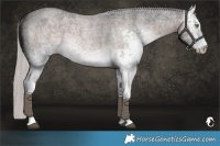 Horse Color:Platinum White Spotted Chocolate Palomino Roan Rabicano 