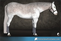 Horse Color:Platinum White Spotted Chocolate Palomino Roan Rabicano 