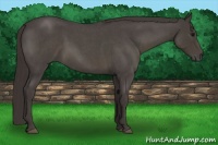 Horse Color:Smoky Blue Roan 