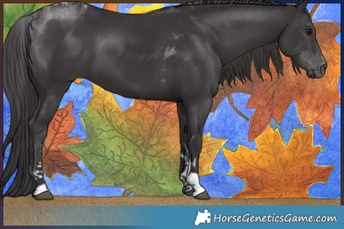 Horse Color:Smoky Black Tobiano 