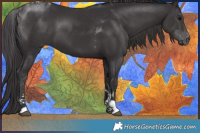 Horse Color:Smoky Black Tobiano 