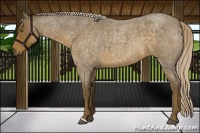 Horse Color:Chocolate Palomino Roan 