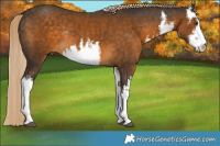Horse Color:White Spotted Chocolate Palomino Rabicano
