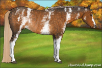 Horse Color:White Spotted Chocolate Palomino Rabicano 