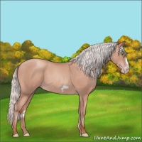 Horse Color:Silver Sable Champagne Frame