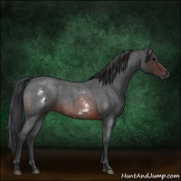 Horse Color:White Spotted Brown Roan Frame 