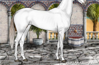 Horse Color:Gray White Spotted Chestnut Blanket 