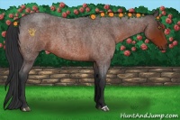 Horse Color:Brown Roan 