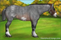 Horse Color:White Spotted Brown Roan Frame 