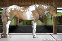 Horse Color:Chocolate Palomino Tobiano 