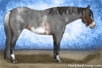 Horse Color:White Spotted Brown Roan Frame 