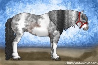 Horse Color:White Spotted Brown Roan Frame