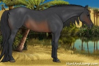 Horse Color:Brown Roan Frame