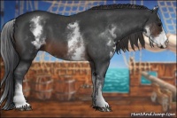 Horse Color:White Spotted Brown Roan Frame 