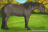 Horse Color:Smoky Black 