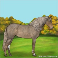 Horse Color:Chocolate Palomino Roan 