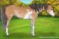 Horse Color:Bay Sabino 