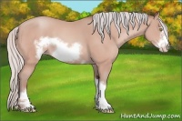 Horse Color:Silver Amber Champagne Frame 