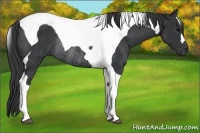 Horse Color:Black Tobiano Rabicano 