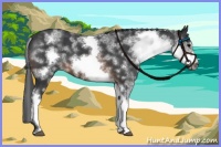 Horse Color:White Spotted Brown Roan Frame