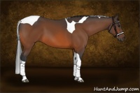 Horse Color:Bay Tobiano