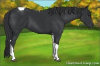 Horse Color:Black Tobiano Rabicano