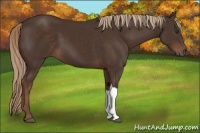 Horse Color:Liver Chestnut 