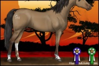Horse Color:Bay Dun 