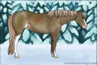Horse Color:Chocolate Palomino Sabino 