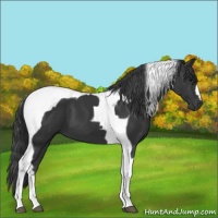Horse Color:Black Tobiano 