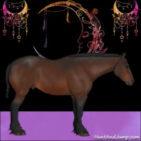 Horse Color:Gray Bay 