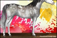 Horse Color:White Spotted Brown Dun Sabino Splash