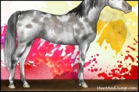 Horse Color:White Spotted Grullo Ice Sabino Splash Rabicano 