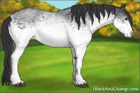 Horse Color:White Spotted Blue Roan 