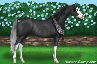 Horse Color:Black Splash Rabicano