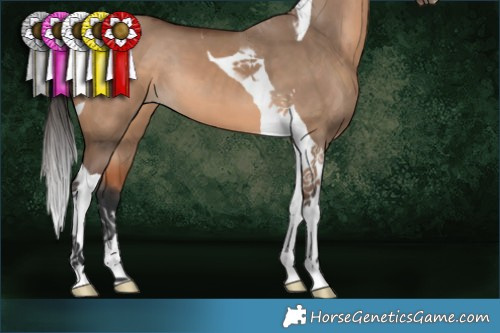 Horse Color:Bay Dun Tobiano 