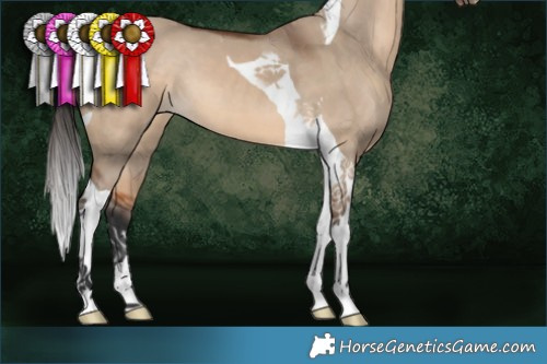 Horse Color:Bay Dun Tobiano 