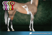 Horse Color:Bay Dun Tobiano