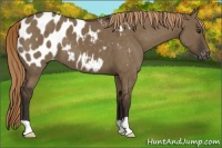 Horse Color:Liver Red Dun Appaloosa 