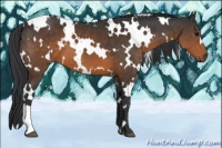 Horse Color:White Spotted Brown 