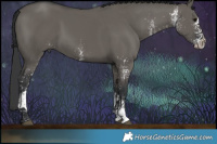 Horse Color:White Spotted Grullo Tobiano
