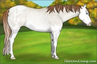 Horse Color:Smoky Grullo Roan Pearl Splash Appaloosa Rabicano 