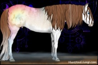 Horse Color:Buckskin Pearl Dun Splash Appaloosa Rabicano 