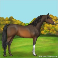 Horse Color:Brown 