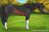 Horse Color:Brown 